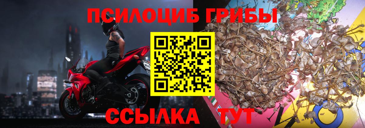 Бердск  Галлюциногенные грибы мицелий  Псилоцибиновые грибы MAGIC MUSHROOMS  купить  цена  Вход с VPN 